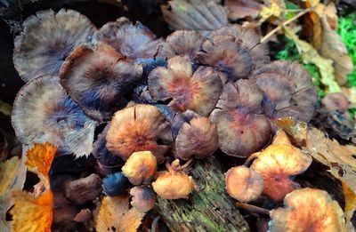 Close-up of flowers in autumn leaves