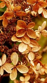 Close-up of wilted hydrangea