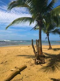 Palm tree on beach against sky