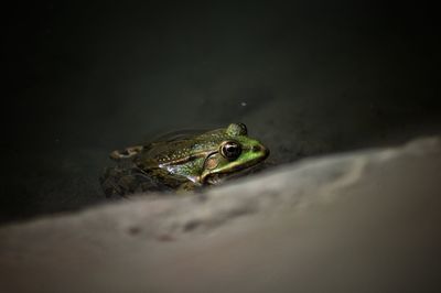 Close-up of turtle