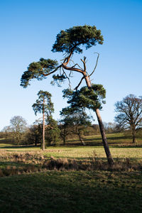 Trees against sky