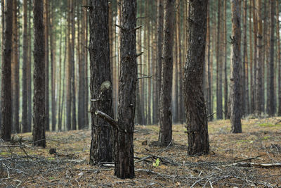 Pine trees in forest