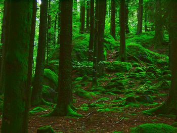 Trees in forest