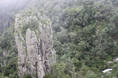 Close-up of trees in forest