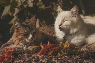 Cat lying on leaves