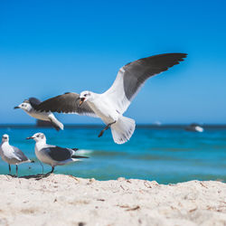 Seagulls flying over beach against clear blue sky