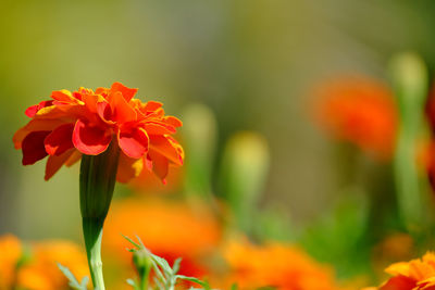 Close-up of red flower