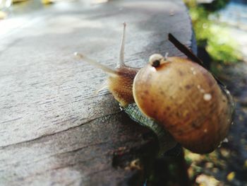 Close-up of insect