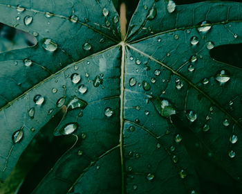 Full frame shot of wet leaf