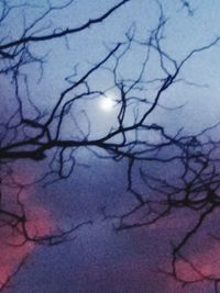 Close-up of bare tree against the sky