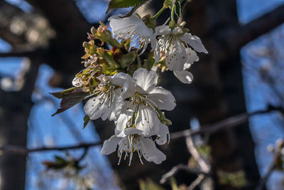 Close-up of cherry blossom