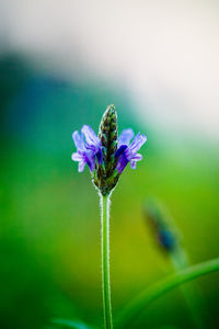 Close-up of purple flowers blooming outdoors