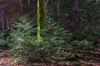 Full frame shot of trees