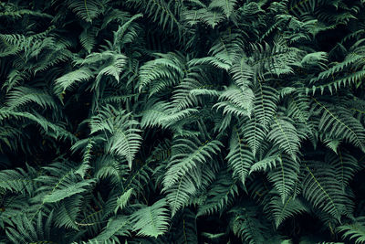 Fern leaves background. close up of dark green fern leaves