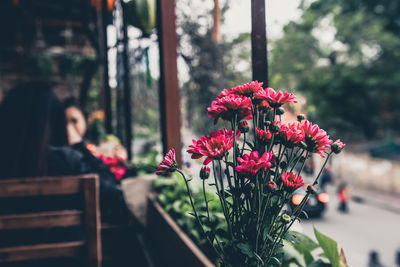 Close-up of red flowers blooming outdoors