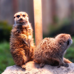 Animals sitting outdoors under a warming light