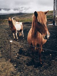 Horses standing in farm against cloudy sky