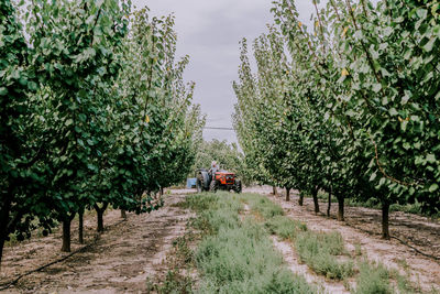 Senior male farmer driving tractor amidst fruit trees during work in orchard on summer day