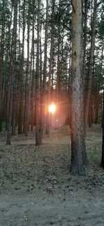 Sunlight streaming through trees in forest