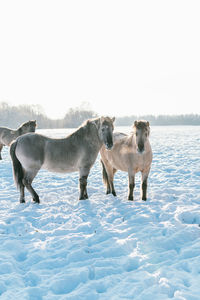 View of sheep on snow covered land