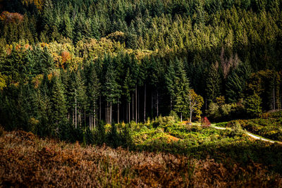 Pine trees in forest