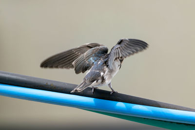 Close-up of bird perching on metal railing