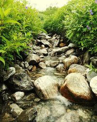 Plants growing on rocks