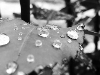 Close-up of water drops on leaf