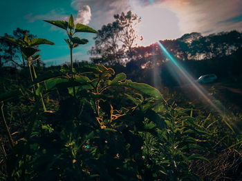 Plants growing on field against sky during sunset