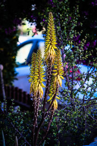 Close-up of flowers against blurred background