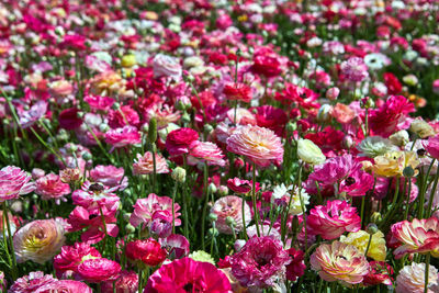 Close-up of pink flowering plants on field