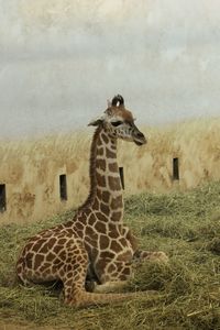 Giraffe in a field