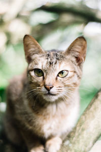 Close-up portrait of tabby cat