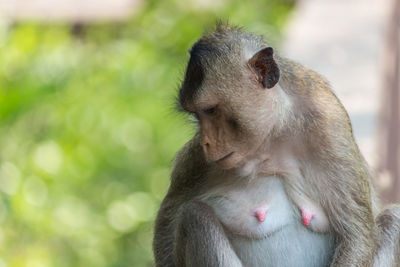 Crab-eating macaque