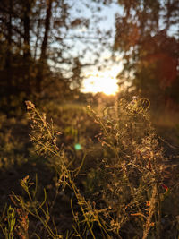 Close-up of plant growing on field