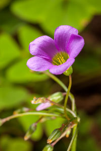 Close-up of flower blooming outdoors