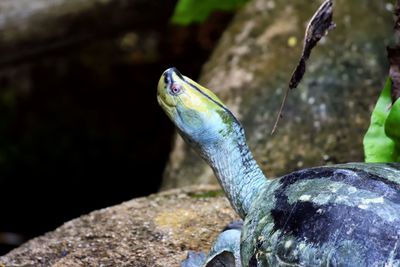 Close-up of fish on rock