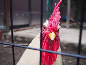 Close-up portrait of rooster at farm