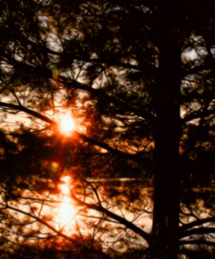 tree, plant, sunlight, sun, sky, no people, nature, sunset, land, lens flare, forest, silhouette, tranquility, growth, tree trunk, trunk, branch, outdoors, beauty in nature, sunbeam, streaming, bright, brightly lit