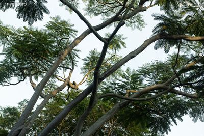 Low angle view of trees against sky