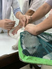 Midsection of veterinarians injecting syringe to cat