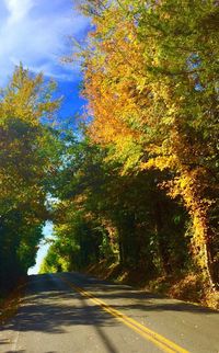 Empty road along trees