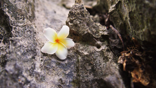 Close-up of white flower blooming outdoors