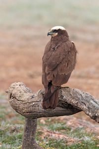 Close-up of eagle perching on wooden post