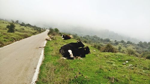 View of a sheep on landscape