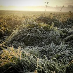 Close-up of plants growing in field