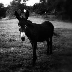 Horse standing on field