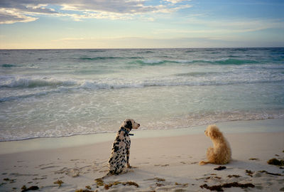 Dog on beach against sky during sunset