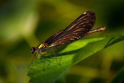 Close-up of damselfly on leaf