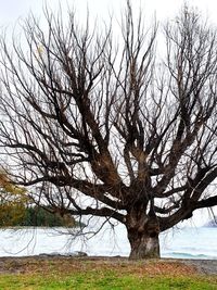 Bare tree on field against sky
